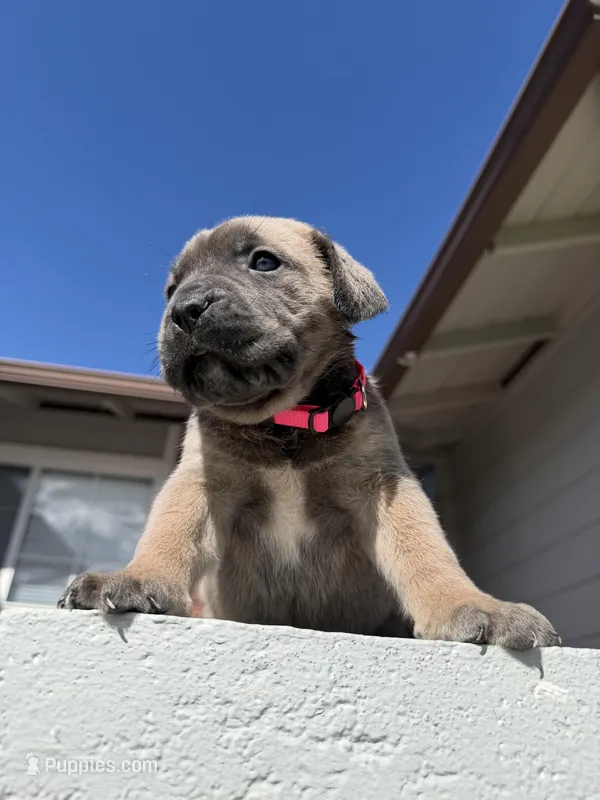 Nala  – Cane Corso puppy for sale in Pittsburg, CA