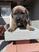 Nala , a female Cane Corso for sale in Pittsburg, CA – Photo 4 of 7