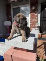 Nala , a female Cane Corso for sale in Pittsburg, CA – Photo 6 of 7