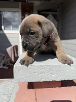 Nala , a female Cane Corso for sale in Pittsburg, CA – Photo 5 of 7