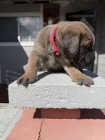 Nala , a female Cane Corso for sale in Pittsburg, CA – Photo 7 of 7