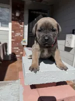 Nala , a female Cane Corso for sale in Pittsburg, CA – Photo 3 of 7