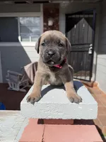 Nala , a female Cane Corso for sale in Pittsburg, CA – Photo 2 of 7