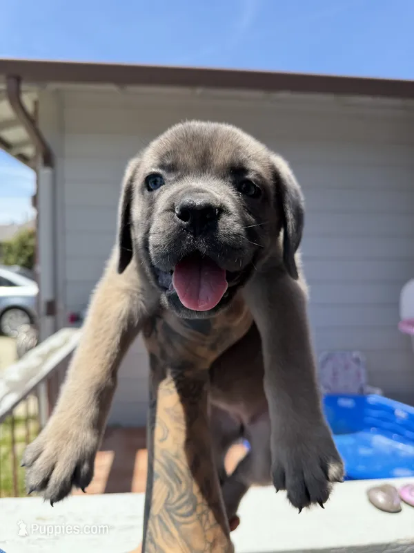 Cane Corso Formentino Female  – Cane Corso puppy for sale in Pittsburg, CA