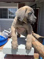 Cane Corso Formentino female , a female Cane Corso for sale in Pittsburg, CA – 5 of 7