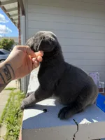 Blue Male , a male Cane Corso for sale in Pittsburg, CA – Photo 3 of 4