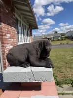 Blue Male , a male Cane Corso for sale in Pittsburg, CA – Photo 4 of 4