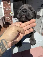 Blue Male , a male Cane Corso for sale in Pittsburg, CA – Photo 2 of 4