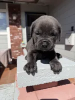 Blue Male , a male Cane Corso for sale in Pittsburg, CA – Photo 1 of 4