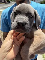 Cane Corso Formentino female , a female Cane Corso for sale in Pittsburg, CA – 3 of 7