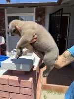 Cane Corso Formentino Female , a female Cane Corso for sale in Pittsburg, CA – 7 of 8