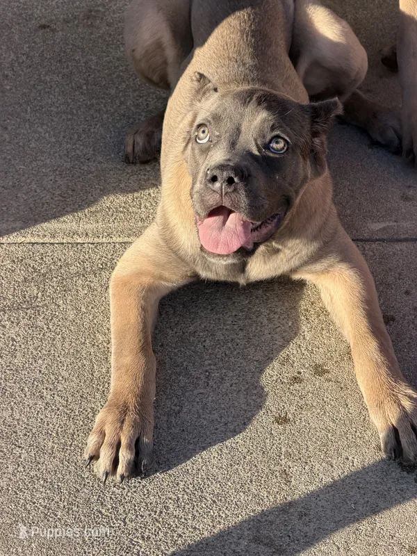 Cane Corso Formentino Female  – Cane Corso puppy for sale in Pittsburg, CA