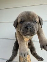 Formentino female , a female Cane Corso for sale in Pittsburg, CA – Photo 4 of 6
