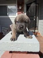 Formentino female , a female Cane Corso for sale in Pittsburg, CA – Photo 3 of 6