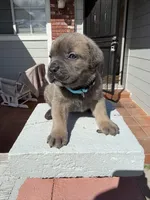 Formentino female , a female Cane Corso for sale in Pittsburg, CA – Photo 2 of 6