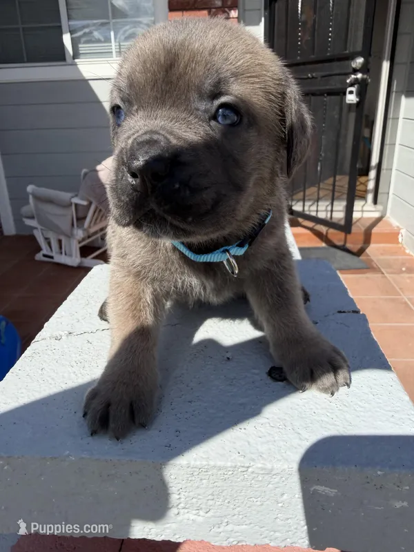 Formentino female  – Cane Corso puppy for sale in Pittsburg, CA