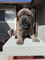 Formentino female , a female Cane Corso for sale in Pittsburg, CA – Photo 6 of 6