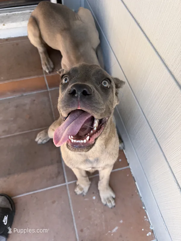 Cane Corso Formentino Female  – Cane Corso puppy for sale in Pittsburg, CA