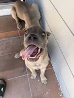 Cane Corso Formentino Female , a female Cane Corso for sale in Pittsburg, CA – 1 of 4