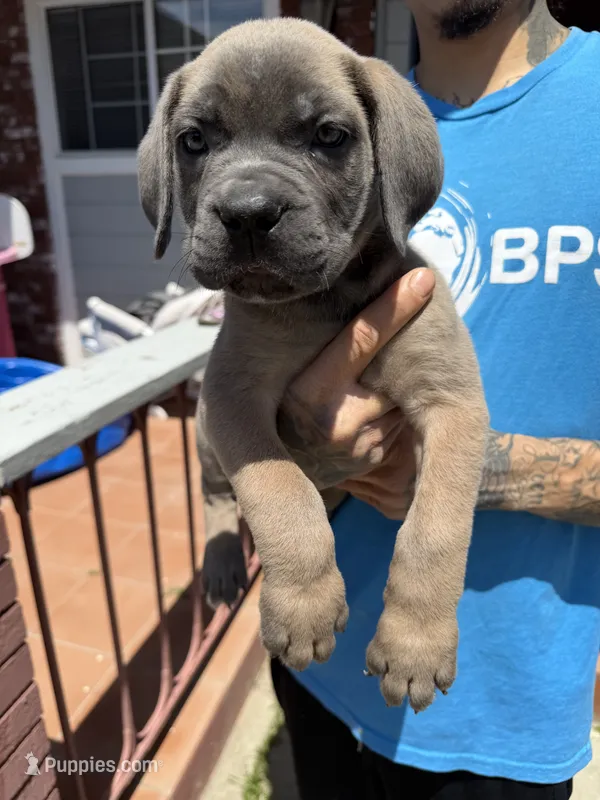 Cane Corso Formentino female  – Cane Corso puppy for sale in Pittsburg, CA