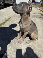 Cane Corso Formentino female , a female Cane Corso for sale in Pittsburg, CA – 2 of 6