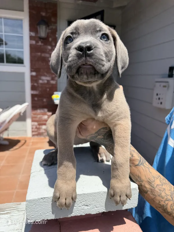 Cane Corso Formentino female  – Cane Corso puppy for sale in Pittsburg, CA