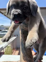 Cane Corso Formentino Female , a female Cane Corso for sale in Pittsburg, CA – 6 of 8