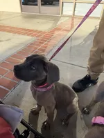Cane Corso Formentino female , a female Cane Corso for sale in Pittsburg, CA – 4 of 6