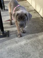 Cane Corso Formentino Female , a female Cane Corso for sale in Pittsburg, CA – 5 of 7