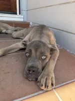 Cane Corso Formentino Female , a female Cane Corso for sale in Pittsburg, CA – 4 of 4