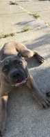 Cane Corso Formentino female , a female Cane Corso for sale in Pittsburg, CA – 4 of 6