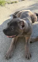 Cane Corso Formentino female , a female Cane Corso for sale in Pittsburg, CA – 5 of 6