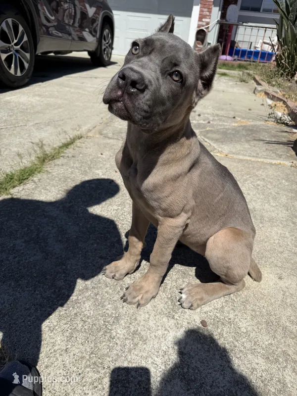 Cane Corso Formentino female  – Cane Corso puppy for sale in Pittsburg, CA