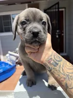 Cane Corso Formentino Female , a female Cane Corso for sale in Pittsburg, CA – 4 of 8