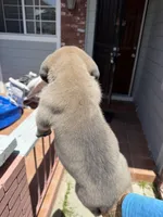 Cane Corso Formentino Female , a female Cane Corso for sale in Pittsburg, CA – 8 of 8