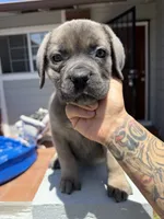 Cane Corso Formentino Female , a female Cane Corso for sale in Pittsburg, CA – 3 of 8