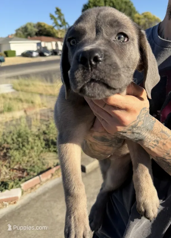 Cane Corso Formentino Female  – Cane Corso puppy for sale in Pittsburg, CA
