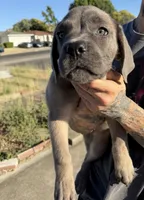 Cane Corso Formentino Female , a female Cane Corso for sale in Pittsburg, CA – 1 of 7