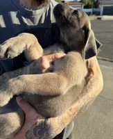 Cane Corso Formentino Female , a female Cane Corso for sale in Pittsburg, CA – 4 of 7