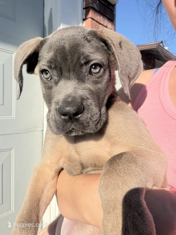 Cane Corso Formentino female  – Cane Corso puppy for sale in Pittsburg, CA
