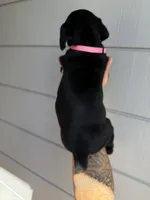 Black Female , a female Cane Corso for sale in Pittsburg, CA – Photo 3 of 3