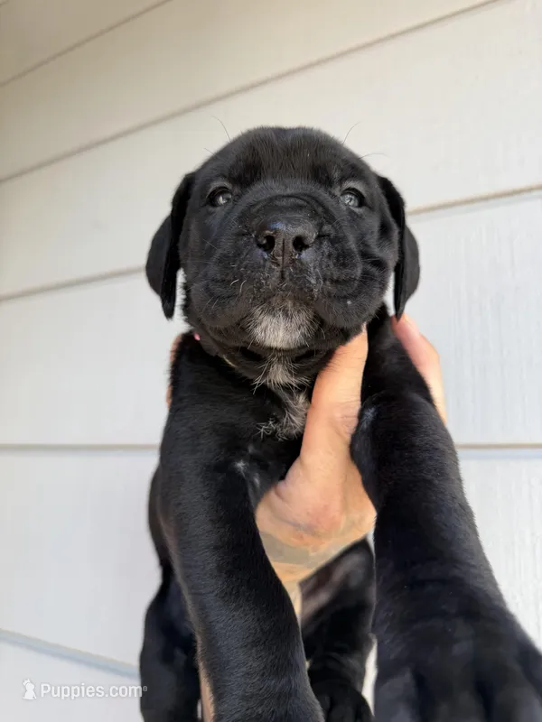 Black Female  – Cane Corso puppy for sale in Pittsburg, CA