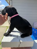 Black Female , a female Cane Corso for sale in Pittsburg, CA – Photo 2 of 3