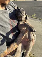 Cane Corso Formentino Female , a female Cane Corso for sale in Pittsburg, CA – 2 of 7