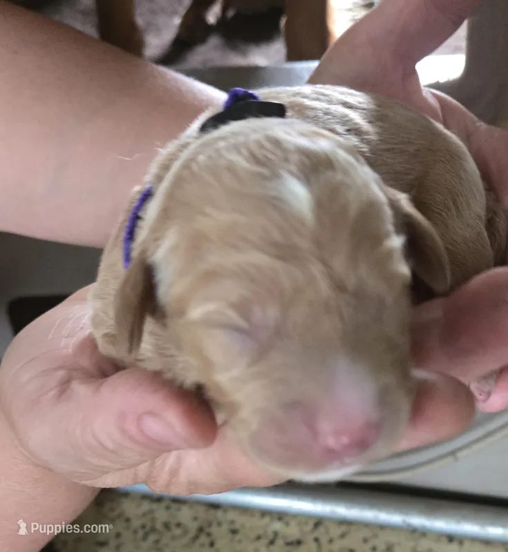 Flurry – Goldendoodle puppy for sale in Platteville, WI