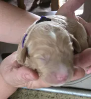 Flurry, a female Goldendoodle for sale in Platteville, WI – 1 of 6