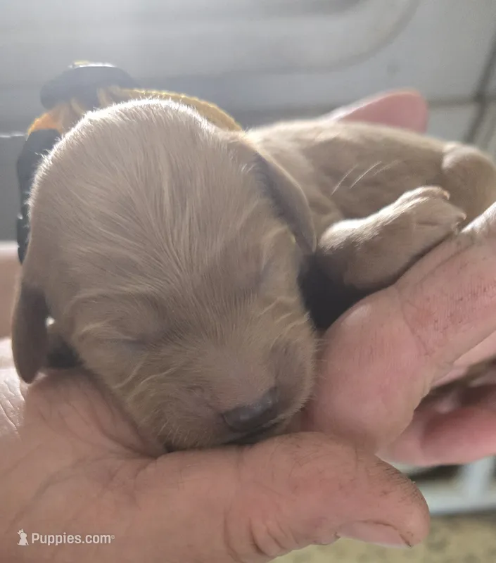 Frappe  – Goldendoodle puppy for sale in Platteville, WI