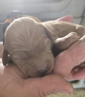 Frappe , a female Goldendoodle for sale in Platteville, WI – 1 of 5
