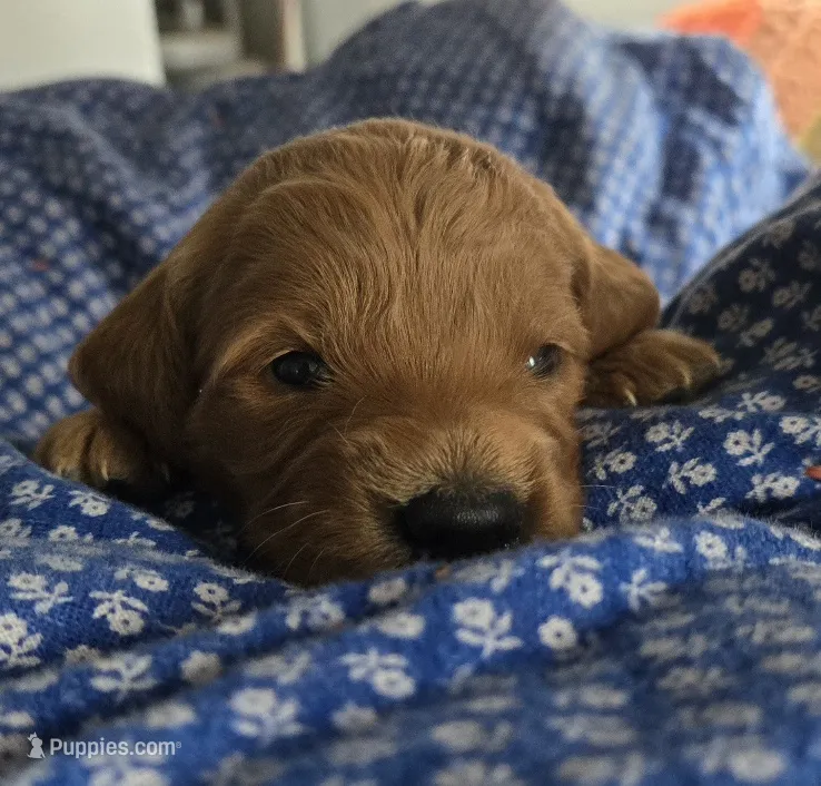 Frappe  – Goldendoodle puppy for sale in Platteville, WI
