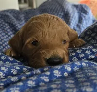 Frappe , a female Goldendoodle for sale in Platteville, WI – 3 of 9